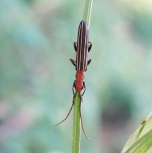 Syllitus rectus at Cook, ACT - 25 Jan 2023 09:12 AM