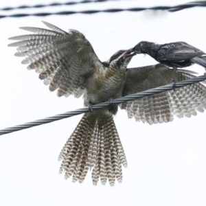 Eudynamys orientalis at Higgins, ACT - 30 Jan 2023