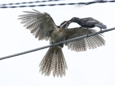 Eudynamys orientalis (Pacific Koel) at Higgins, ACT - 29 Jan 2023 by AlisonMilton