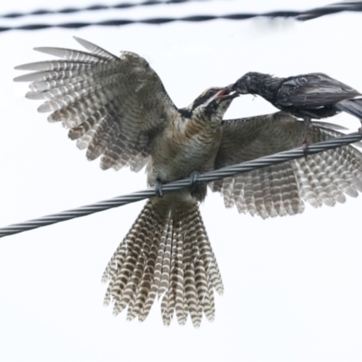 Eudynamys orientalis (Pacific Koel) at Higgins, ACT - 30 Jan 2023 by AlisonMilton