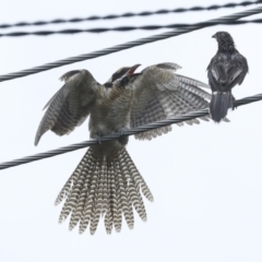 Eudynamys orientalis at Higgins, ACT - 30 Jan 2023