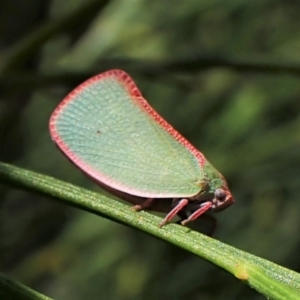 Colgar sp. (genus) at Cook, ACT - 24 Jan 2023