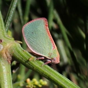 Colgar sp. (genus) at Cook, ACT - 24 Jan 2023 02:31 PM