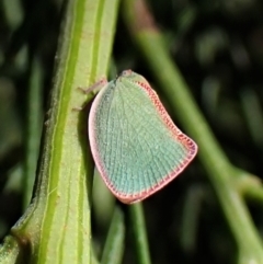 Colgar sp. (genus) at Cook, ACT - 24 Jan 2023