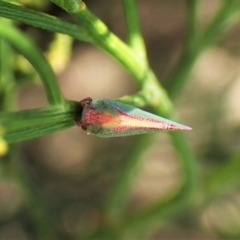 Siphanta sp. (genus) at Cook, ACT - 24 Jan 2023