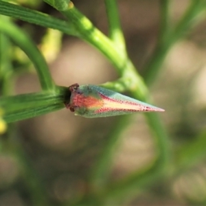 Colgar sp. (genus) at Cook, ACT - 24 Jan 2023 02:31 PM