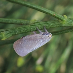 Anzora unicolor at Cook, ACT - 24 Jan 2023 02:34 PM