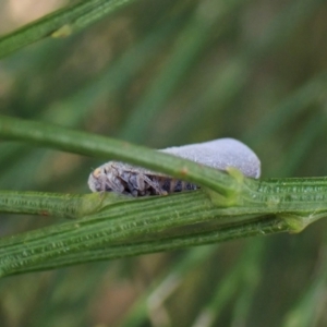 Anzora unicolor at Cook, ACT - 24 Jan 2023