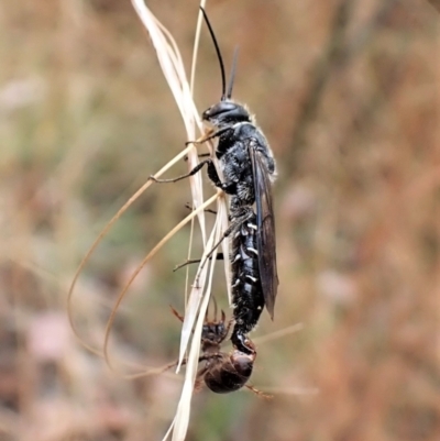 Thynninae (subfamily) (Smooth flower wasp) at Molonglo Valley, ACT - 22 Jan 2023 by CathB