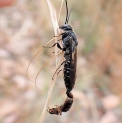 Thynninae (subfamily) at Molonglo Valley, ACT - 22 Jan 2023