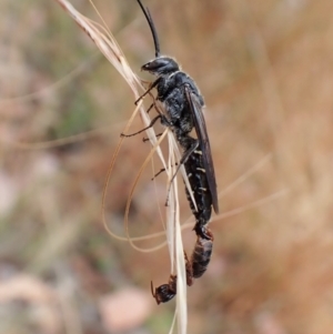 Thynninae (subfamily) at Molonglo Valley, ACT - 22 Jan 2023