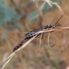 Thynninae (subfamily) at Molonglo Valley, ACT - 22 Jan 2023