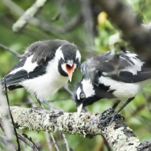 Grallina cyanoleuca at Higgins, ACT - 30 Jan 2023 10:44 AM