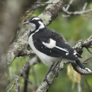 Grallina cyanoleuca at Higgins, ACT - 30 Jan 2023 10:44 AM