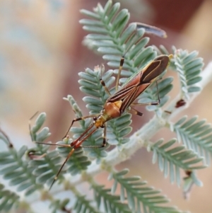 Rayieria acaciae at Molonglo Valley, ACT - 22 Jan 2023 11:44 AM