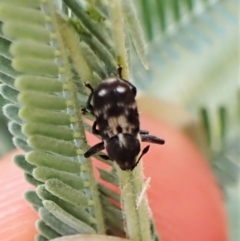 Neolaemosaccus sp. (genus) at Molonglo Valley, ACT - 22 Jan 2023