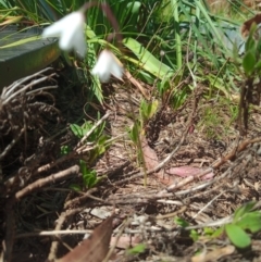 Acis autumnalis (Autumn Snowflake) at Corang, NSW - 28 Jan 2023 by LeonieWood