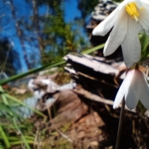 Acis autumnalis at Corang, NSW - 28 Jan 2023