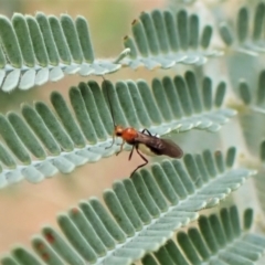 Braconidae (family) (Unidentified braconid wasp) at Aranda Bushland - 22 Jan 2023 by CathB