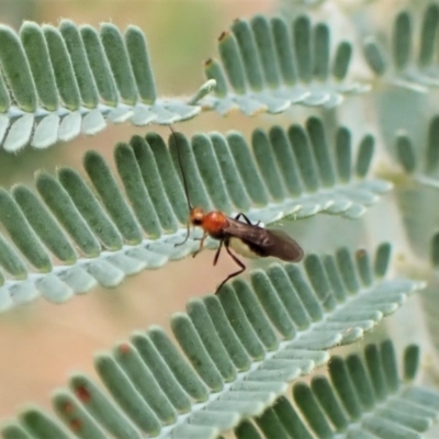 Braconidae (family) (Unidentified braconid wasp) at Aranda Bushland - 22 Jan 2023 by CathB