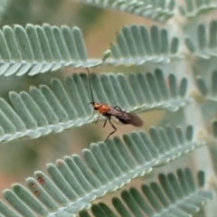 Braconidae (family) at Molonglo Valley, ACT - 22 Jan 2023