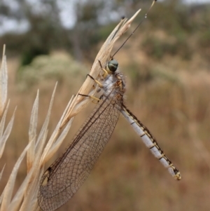 Suhpalacsa sp. (genus) at Cook, ACT - 29 Jan 2023