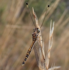 Suhpalacsa sp. (genus) at Cook, ACT - 29 Jan 2023