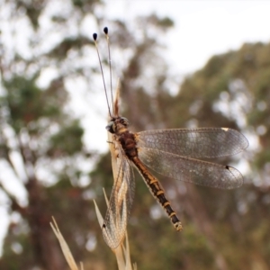 Suhpalacsa sp. (genus) at Cook, ACT - 29 Jan 2023