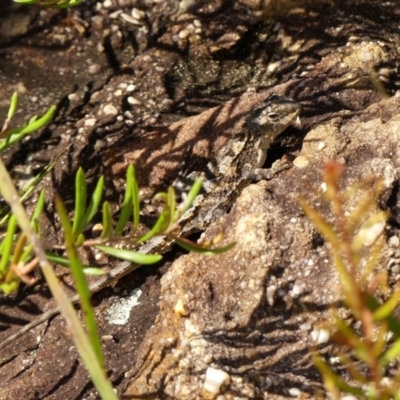 Rankinia diemensis (Mountain Dragon) at Hill Top, NSW - 25 Jan 2023 by Curiosity