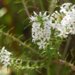 Epacris pulchella (Wallum Heath) at Hill Top, NSW - 25 Jan 2023 by Curiosity