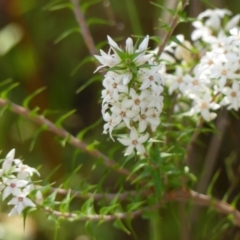 Epacris pulchella (Wallum Heath) at Hill Top, NSW - 24 Jan 2023 by Curiosity