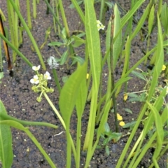 Sagittaria platyphylla (Sagittaria) at Shellharbour, NSW - 30 Jan 2023 by plants