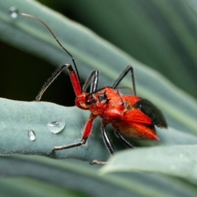 Gminatus australis (Orange assassin bug) at Downer, ACT - 30 Jan 2023 by RobertD