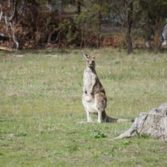 Macropus giganteus (Eastern Grey Kangaroo) at Mount Majura - 18 Sep 2013 by AaronClausen