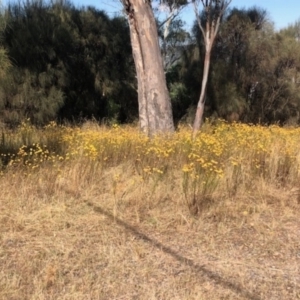 Xerochrysum viscosum at Lyons, ACT - 27 Jan 2023 05:00 PM