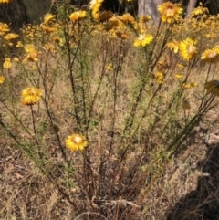 Xerochrysum viscosum at Lyons, ACT - 27 Jan 2023 05:00 PM