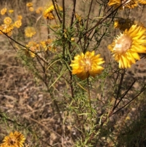 Xerochrysum viscosum at Lyons, ACT - 27 Jan 2023 05:00 PM