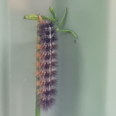 Ardices glatignyi (Black and White Tiger Moth (formerly Spilosoma)) at Isaacs, ACT - 30 Jan 2023 by Mike