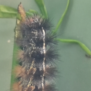 Ardices glatignyi at Isaacs, ACT - 30 Jan 2023 05:18 PM