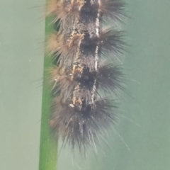 Ardices glatignyi at Isaacs, ACT - 30 Jan 2023 05:18 PM