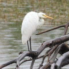 Ardea plumifera (Plumed Egret) at Fyshwick, ACT - 30 Jan 2023 by RodDeb