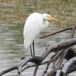 Ardea plumifera at Fyshwick, ACT - 30 Jan 2023 12:39 PM