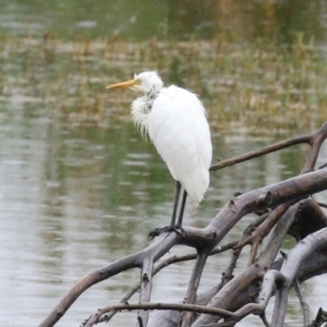 Ardea plumifera at Fyshwick, ACT - 30 Jan 2023