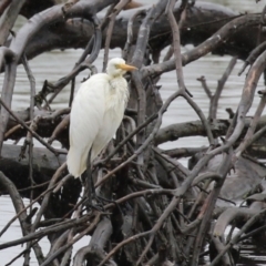 Ardea plumifera at Fyshwick, ACT - 30 Jan 2023