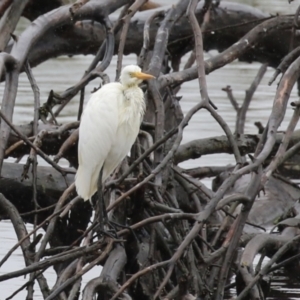 Ardea plumifera at Fyshwick, ACT - 30 Jan 2023