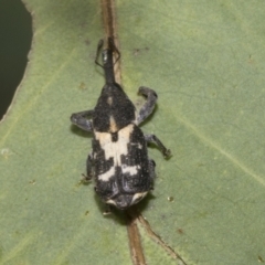 Zimmermanianthus frater (Weevil) at Hawker, ACT - 25 Jan 2023 by AlisonMilton