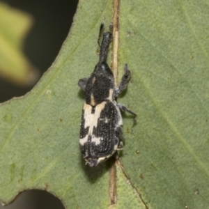 Zimmermanianthus frater at Hawker, ACT - 26 Jan 2023