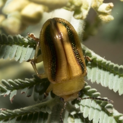 Calomela juncta (Leaf beetle) at Hawker, ACT - 26 Jan 2023 by AlisonMilton