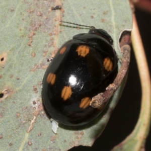 Paropsisterna octosignata at Hawker, ACT - 26 Jan 2023 09:17 AM