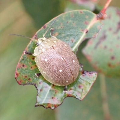 Paropsis aegrota (Eucalyptus Tortoise Beetle) at Murrumbateman, NSW - 30 Jan 2023 by SimoneC